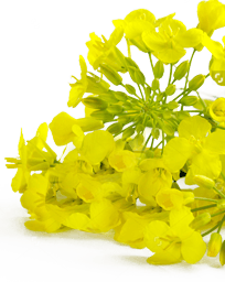flower-2
